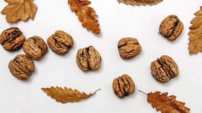 According to the researchers, walnuts contain alpha-linolenic acid (ALA), which is a plant-based omega-3 that may positively affect blood pressure. (Photo: Representational/Pexels) According to the researchers, walnuts contain alpha-linolenic acid (ALA), which is a plant-based omega-3 that may positively affect blood pressure. (Photo: Representational/Pexels)