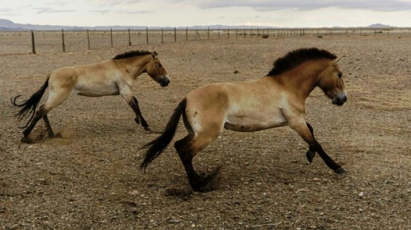 Horse domestication is central to human history, and in 2019, we still don't understand where it started. (Photo: AFP) Horse domestication is central to human history, and in 2019, we still don't understand where it started. (Photo: AFP)