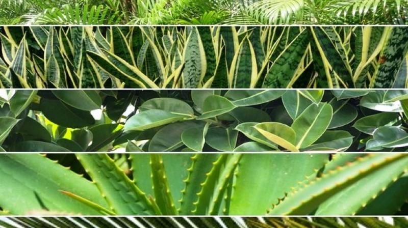 Keep it away from pets and children reach because its sap is toxic if consumed.(Photo: ANI) Keep it away from pets and children reach because its sap is toxic if consumed.(Photo: ANI)