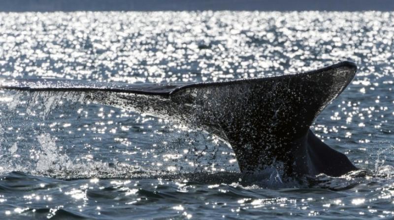 COSEWIC noted that Sowerby's Beaked whales are particularly susceptible to noise pollution as the species uses sound to navigate and hunt. (Photo: AFP) COSEWIC noted that Sowerby's Beaked whales are particularly susceptible to noise pollution as the species uses sound to navigate and hunt. (Photo: AFP)
