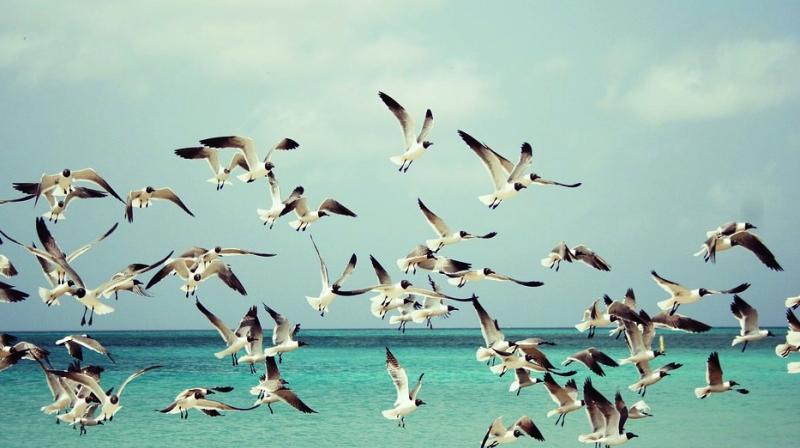 Researchers studied fossil evidence from 100,000 years ago when sea-levels fell during the subsequent Ice Age and the atoll was re-colonised by flightless rails. (Representational/Pexels) Researchers studied fossil evidence from 100,000 years ago when sea-levels fell during the subsequent Ice Age and the atoll was re-colonised by flightless rails. (Representational/Pexels)