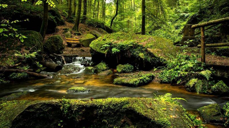 If other areas are able to replicate Nepal's success, community-forest management could play an even greater role in achieving multiple Sustainable Development Goals. (Photo: Representational/Pexels) If other areas are able to replicate Nepal's success, community-forest management could play an even greater role in achieving multiple Sustainable Development Goals. (Photo: Representational/Pexels)