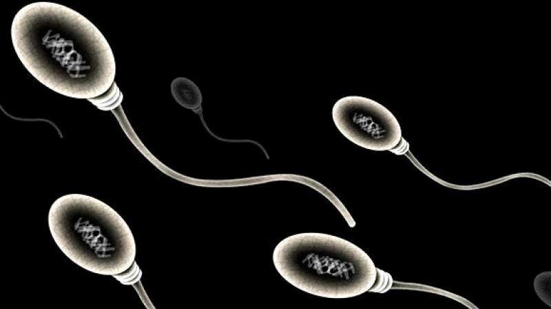 The stress of ageing can cause damage to sperm which can lead to a decrease in sperm count and a change in the sperm and egg that is passed from parent to offspring and becomes incorporated into the DNA of cells in the offspring's body. (Photo: ANI) The stress of ageing can cause damage to sperm which can lead to a decrease in sperm count and a change in the sperm and egg that is passed from parent to offspring and becomes incorporated into the DNA of cells in the offspring's body. (Photo: ANI)