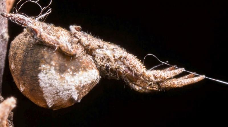 there could be more species of spiders using stored energy in silk to capture prey, an area for potential further study. (Photo: AFP) there could be more species of spiders using stored energy in silk to capture prey, an area for potential further study. (Photo: AFP)