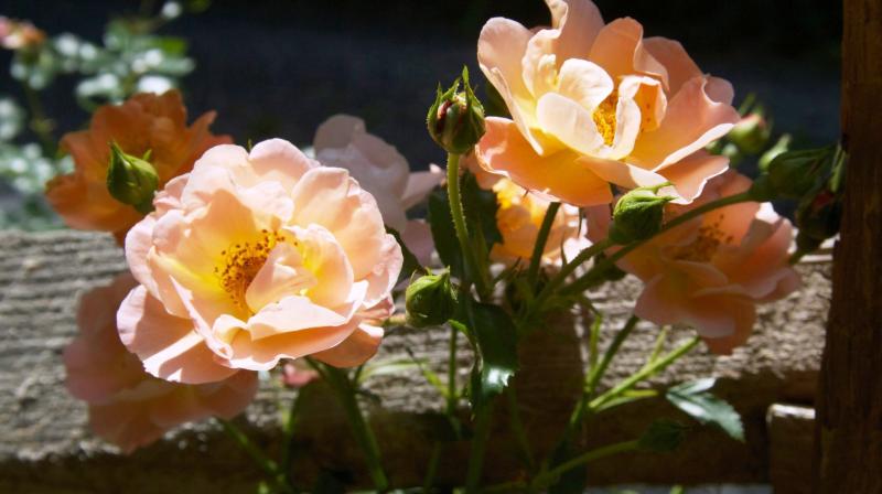 Along with beauty, roses offer a great deal of utility around the landscape, including erosion control, salt endurance and appeal to pollinators. (Photo: AP) Along with beauty, roses offer a great deal of utility around the landscape, including erosion control, salt endurance and appeal to pollinators. (Photo: AP)