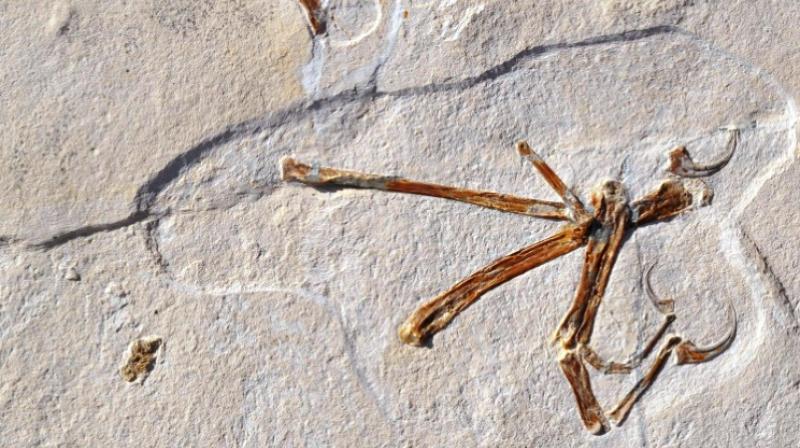 The discovery is likely to fuel debate among dinosaur experts over whether birds and dinosaurs developed the ability to flap their wings from earlier gliding species.(Photo: AFP) The discovery is likely to fuel debate among dinosaur experts over whether birds and dinosaurs developed the ability to flap their wings from earlier gliding species.(Photo: AFP)