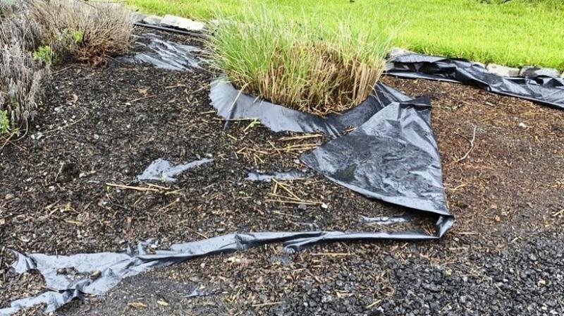 Both black plastic and geotextiles are widely used by farmers, gardeners and landscapers. (Photo: AFP) Both black plastic and geotextiles are widely used by farmers, gardeners and landscapers. (Photo: AFP)