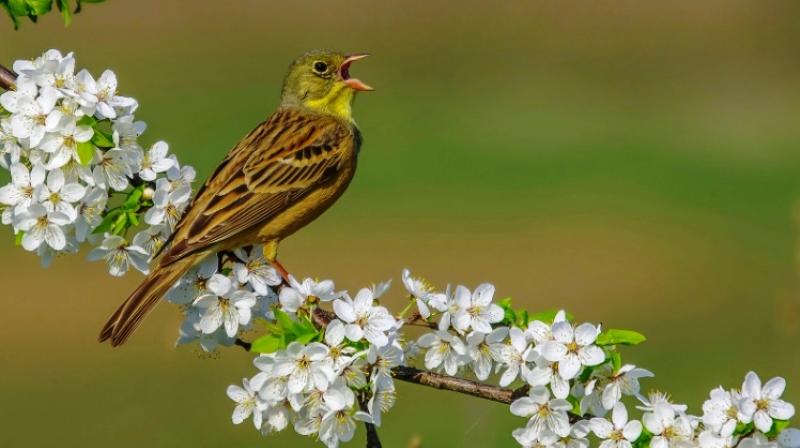 Ending the hunt would give the ortolan an average of twice the chance of survival. (Photo: AFP) Ending the hunt would give the ortolan an average of twice the chance of survival. (Photo: AFP)