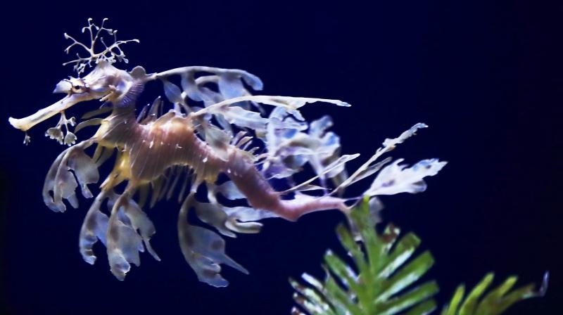Sea dragons swim by spinning translucent fins while their tails act as rudders. (Photo: AP) Sea dragons swim by spinning translucent fins while their tails act as rudders. (Photo: AP)
