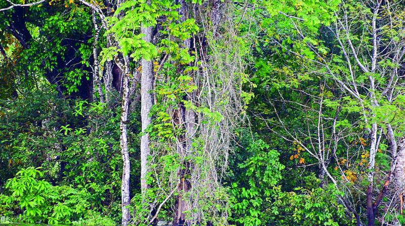 More than anything, it brought together naturalists, environmental activists and wildlife enthusiasts from around the world. More than anything, it brought together naturalists, environmental activists and wildlife enthusiasts from around the world.