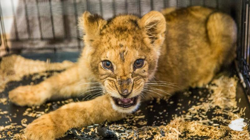 The man was taken into custody on charges of illegally keeping a wild animal (Photo: Facebook) The man was taken into custody on charges of illegally keeping a wild animal (Photo: Facebook)