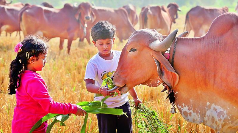 Children feed animals at an organic farm in the city Children feed animals at an organic farm in the city