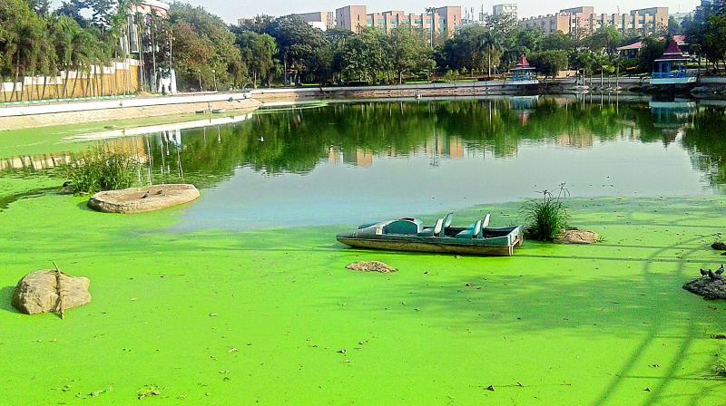 Hospital tests blamed toxic algae, a rising threat to US waters. Hospital tests blamed toxic algae, a rising threat to US waters.