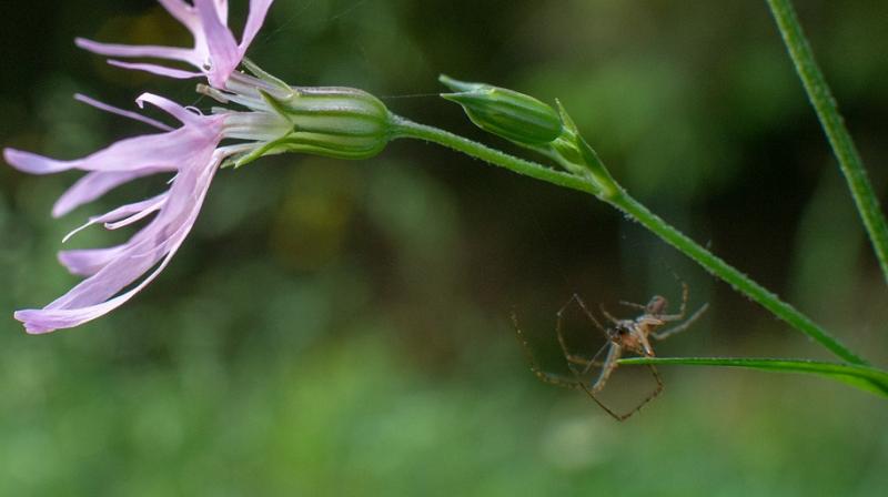 Researchers solve mystery of Charles Darwin's flying spiders . (Photo: Pixabay) Researchers solve mystery of Charles Darwin's flying spiders . (Photo: Pixabay)