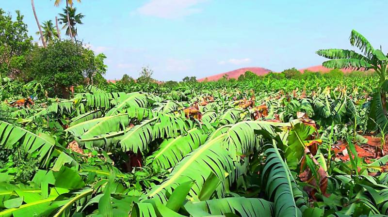 Banana orchards damaged in Railwaykodur in Kadapa district Banana orchards damaged in Railwaykodur in Kadapa district