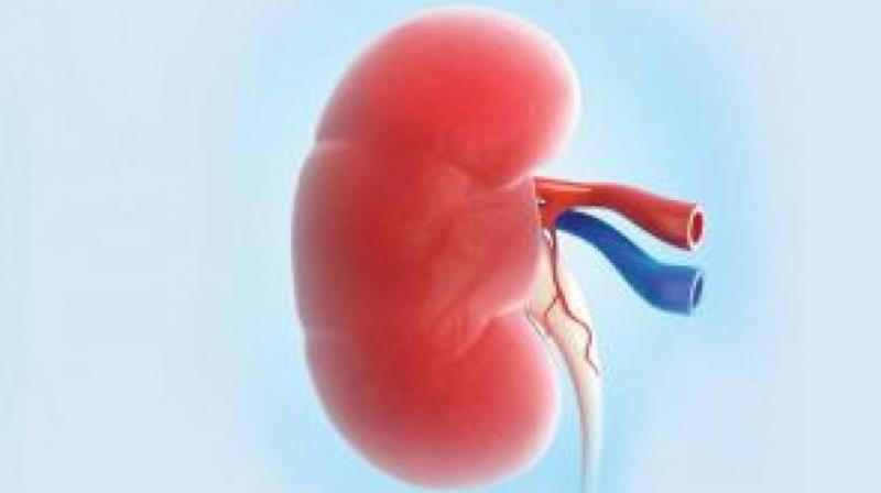 The racket came to light after Apollo Hospitals in Hyderabad lodged a complaint with the city police, stating that they were not running any such campaign for kidney donors and their name was being used to trap victims. (Representational image) The racket came to light after Apollo Hospitals in Hyderabad lodged a complaint with the city police, stating that they were not running any such campaign for kidney donors and their name was being used to trap victims. (Representational image)