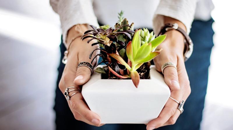 Expert reveals 5 indoor plants that can help reduce anxiety. (Photo: Pexels) Expert reveals 5 indoor plants that can help reduce anxiety. (Photo: Pexels)