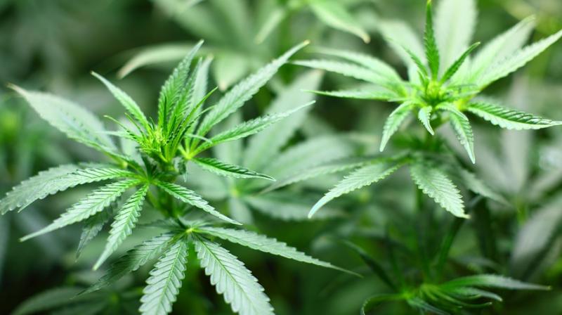 Experts urge breastfeeding mums to avoid marijuana. (Photo: Pixabay) Experts urge breastfeeding mums to avoid marijuana. (Photo: Pixabay)