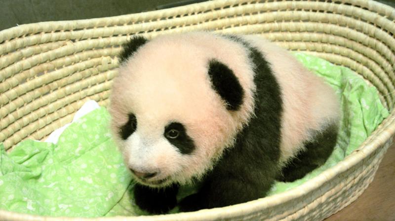 Xiang Xiang , derived from the Chinese character for "fragrance", was chosen from among more than 320,000 suggestions from the public. (Photo: AP) Xiang Xiang , derived from the Chinese character for "fragrance", was chosen from among more than 320,000 suggestions from the public. (Photo: AP)