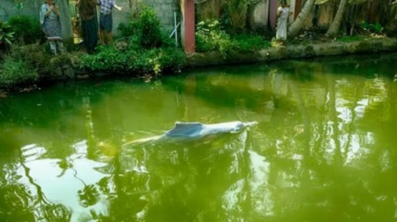 The dolphin is said to have swam for nearly 15 km to reach the canal. (Credit: YouTube) The dolphin is said to have swam for nearly 15 km to reach the canal. (Credit: YouTube)