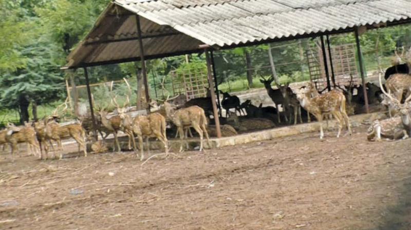 Deer at the BHEL township park in Tiruchy.(Photo: DC) Deer at the BHEL township park in Tiruchy.(Photo: DC)