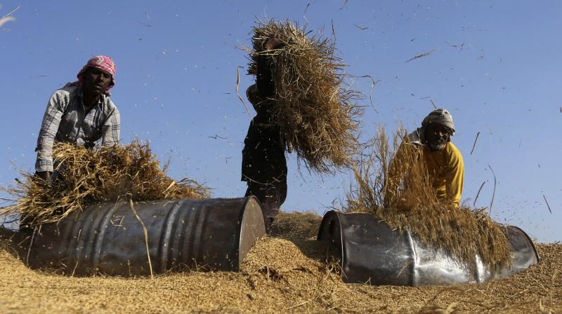 The contribution of farmers is not to be calculated on only the basis of what they bring to the GDP, Representational Image. (AP) The contribution of farmers is not to be calculated on only the basis of what they bring to the GDP, Representational Image. (AP)