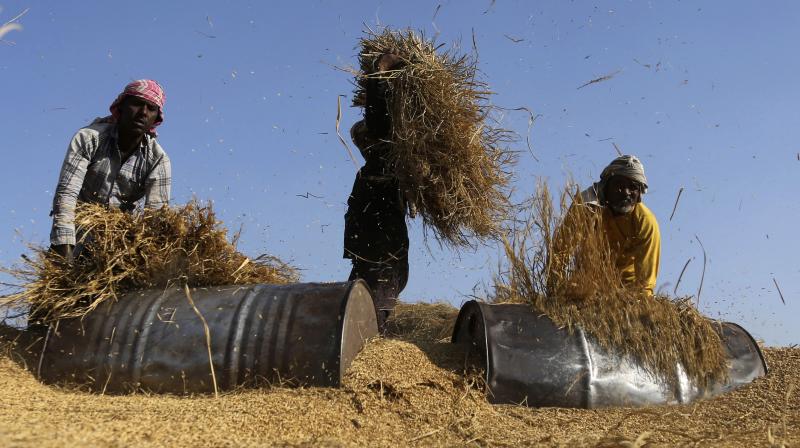 The contribution of farmers is not to be calculated on only the basis of what they bring to the GDP, Representational Image. (AP)