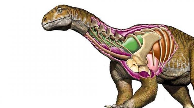 An illustration of the Igentia prima. (Photo: Universidad Nacional de San Juan) An illustration of the Igentia prima. (Photo: Universidad Nacional de San Juan)