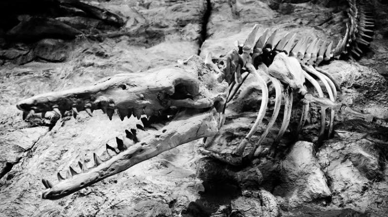 Bones dating back half a million years have been discovered in Crimea. (Representational Photo: Pixabay) Bones dating back half a million years have been discovered in Crimea. (Representational Photo: Pixabay)