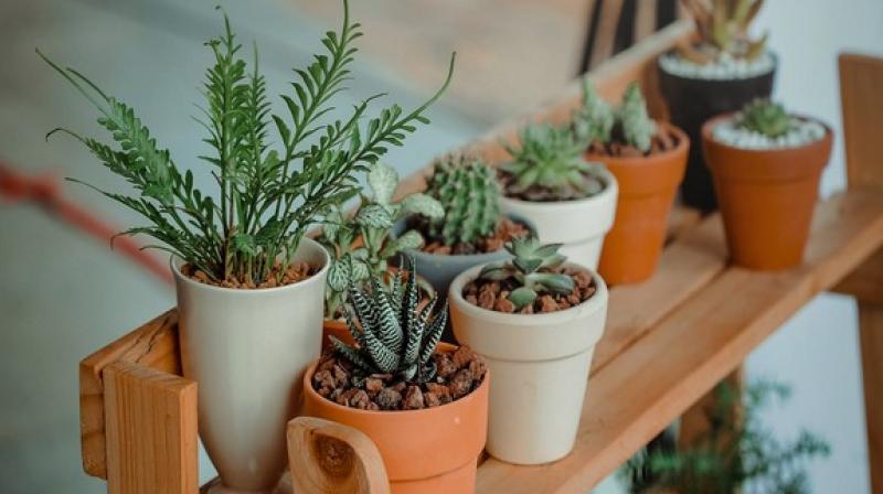 Genetic engineering has also grown into a whole new field of study called synthetic biology. (Photo: ANI) Genetic engineering has also grown into a whole new field of study called synthetic biology. (Photo: ANI)