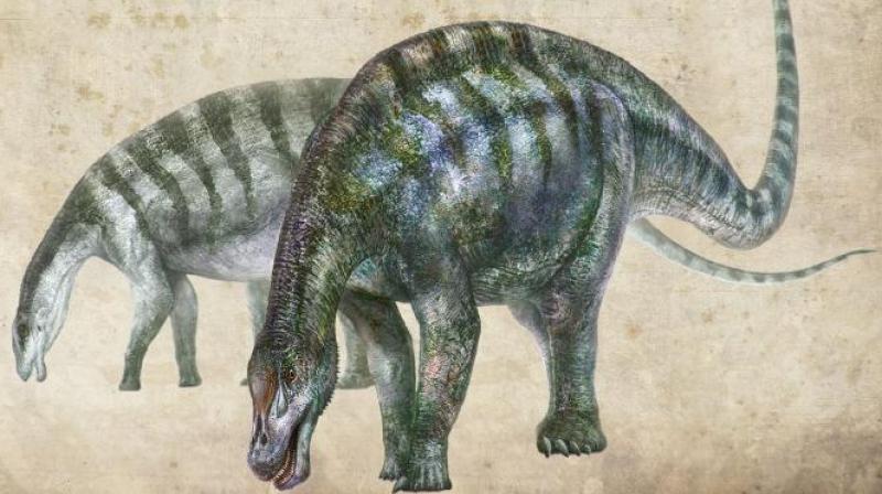 The scientists excavated bones from at least eight to 10 Lingwulong individuals. (Photo: National Geographic) The scientists excavated bones from at least eight to 10 Lingwulong individuals. (Photo: National Geographic)