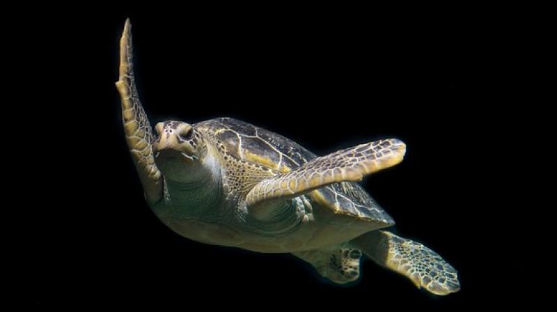 Dozens of the endangered creatures need rescuing every year around Watamu, where plastic litter accumulates in Indian Ocean. (Photo: Pixabay) Dozens of the endangered creatures need rescuing every year around Watamu, where plastic litter accumulates in Indian Ocean. (Photo: Pixabay)