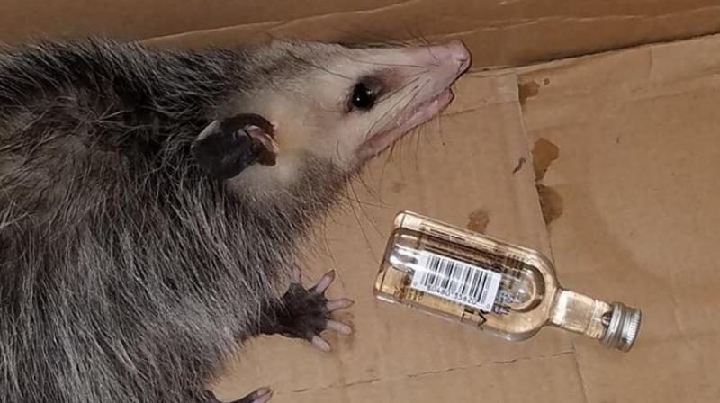 Opossum breaks into liquor store, gets drunk on bourbon Opossum breaks into liquor store, gets drunk on bourbon