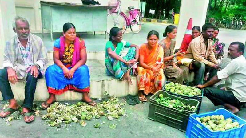 Fruit sellers protest near the UoH alleging that their wares were damaged, and demanded compensation. Fruit sellers protest near the UoH alleging that their wares were damaged, and demanded compensation.