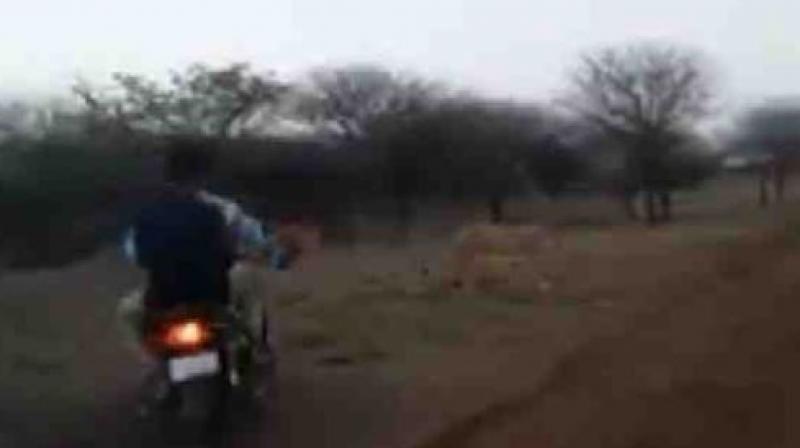 The licence plate for one of the bikes can be seen. The lions run frantically to escape the interlopers. (Screengrab) The licence plate for one of the bikes can be seen. The lions run frantically to escape the interlopers. (Screengrab)