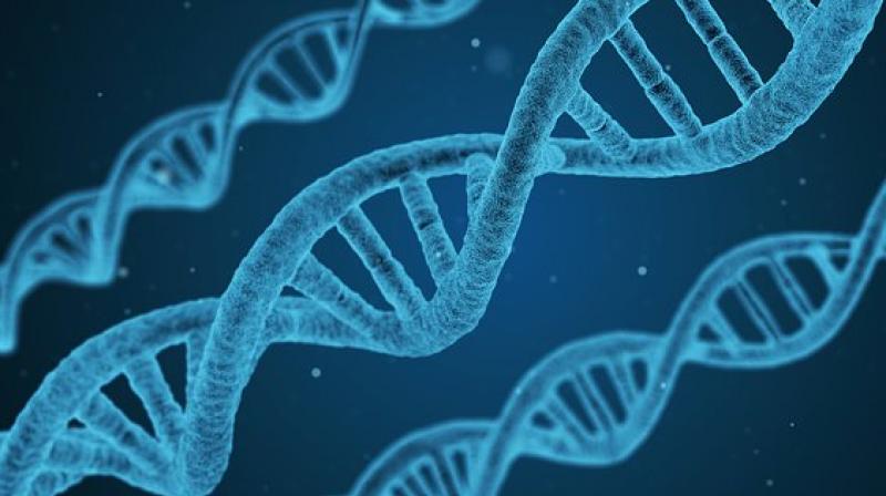 Some of the genes identified as increasing risk for schizophrenia have previously been associated with other neurodevelopmental disorders. (Photo: Pixabay) Some of the genes identified as increasing risk for schizophrenia have previously been associated with other neurodevelopmental disorders. (Photo: Pixabay)