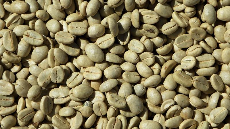 A Norwegian study, published more than a decade ago, delved into the benefits of green coffee bean extract. (Photo: Pixabay) A Norwegian study, published more than a decade ago, delved into the benefits of green coffee bean extract. (Photo: Pixabay)