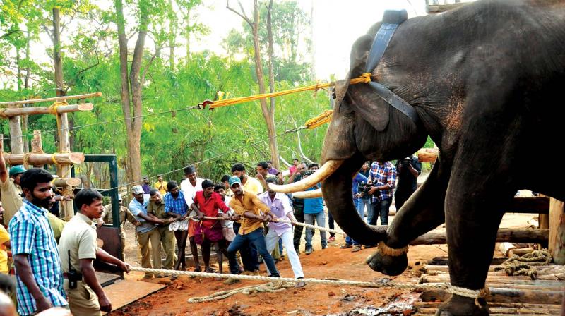 Forest officials and villagers try unsuccessfully to load Kallur Komban, the problem elephant captured in Wayanad, on to a truck at Muthanga. The move was abandoned as an order from top prevented the department from releasing the elephant in Palakkad. Forest officials and villagers try unsuccessfully to load Kallur Komban, the problem elephant captured in Wayanad, on to a truck at Muthanga. The move was abandoned as an order from top prevented the department from releasing the elephant in Palakkad.