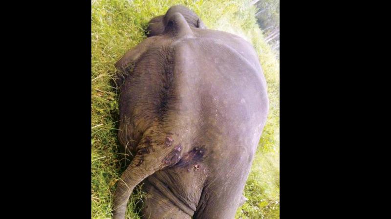 The darting was done in the Kolangere range and the elephant, Lakshmeesh, which was walking to its Hebbale camp, about 10 km away, collapsed and died from exhaustion, before it could reach it, say park sources. The darting was done in the Kolangere range and the elephant, Lakshmeesh, which was walking to its Hebbale camp, about 10 km away, collapsed and died from exhaustion, before it could reach it, say park sources.