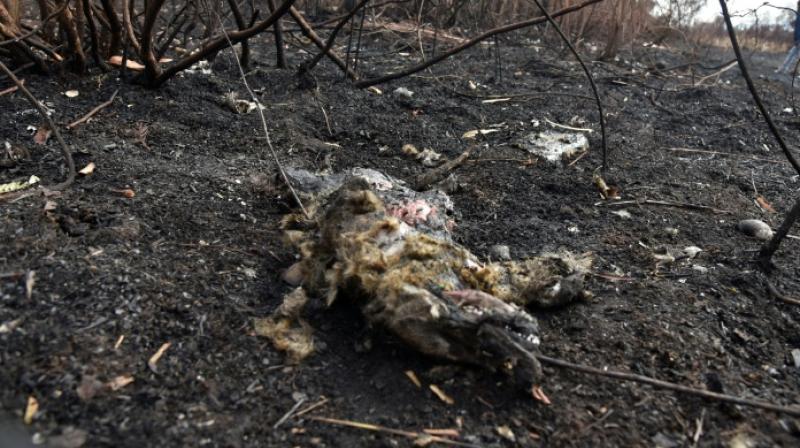 The carcass of a fox found in Otuquis National Park, eastern Bolivia. (Photo:AFP) The carcass of a fox found in Otuquis National Park, eastern Bolivia. (Photo:AFP)