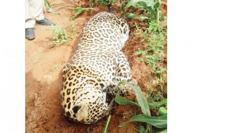 The carcass of the leopard which was shot dead. The carcass of the leopard which was shot dead.
