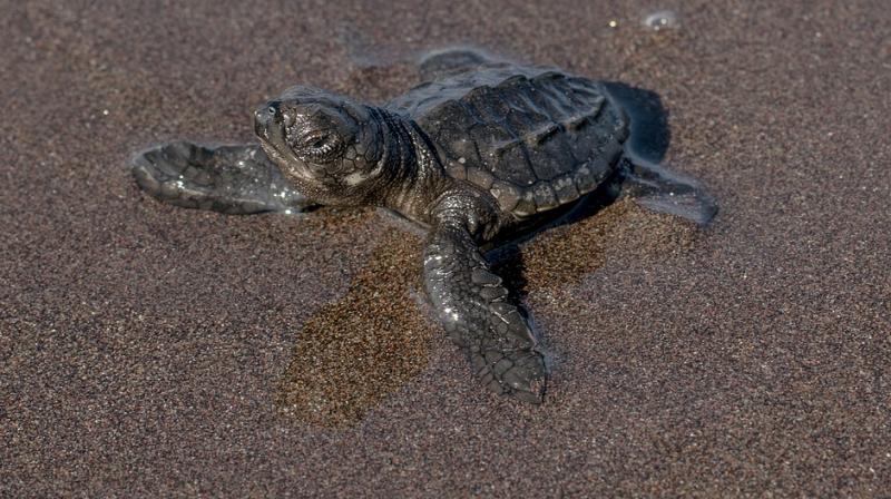 The duo, Dakota O'Rear and Cortney Hobbs initially pulled over to help the reptile after growing concerned for its safety as it laid in the middle of the road. (Photo: Pixabay) The duo, Dakota O'Rear and Cortney Hobbs initially pulled over to help the reptile after growing concerned for its safety as it laid in the middle of the road. (Photo: Pixabay)