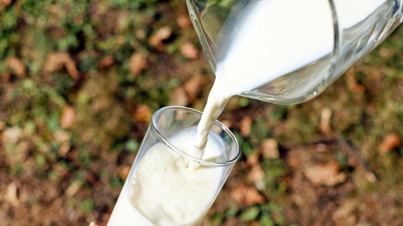 For vegetarians, milk is the only source of first class protein. (Photo: Pixabay) For vegetarians, milk is the only source of first class protein. (Photo: Pixabay)