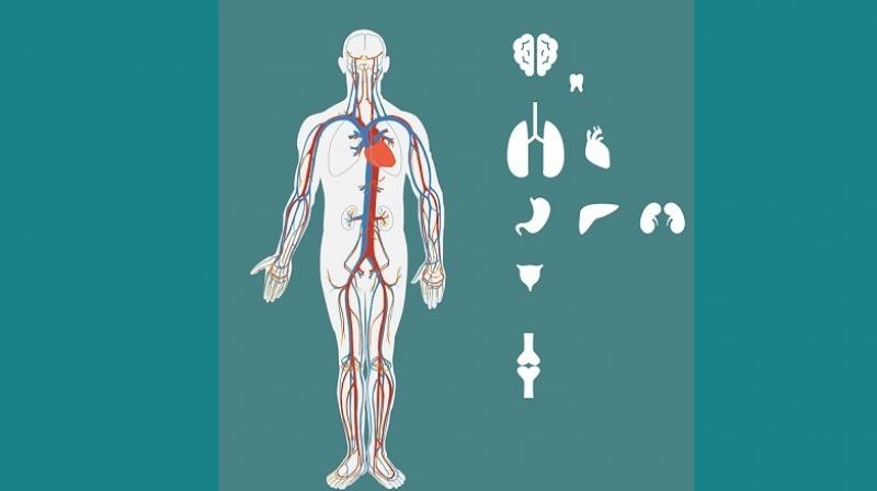 Scientists discover new organ that could help explain how cancer spreads. (Photo: Pixabay) Scientists discover new organ that could help explain how cancer spreads. (Photo: Pixabay)