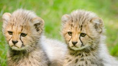Wildlife officials reunite leopard with her cubs. (Photo: Pixabay)