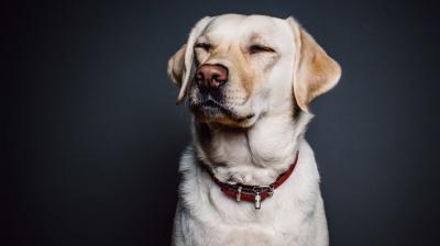  Labs still most popular dog but French bulldogs rise: American Kennel Club. (Photo: Pixabay)