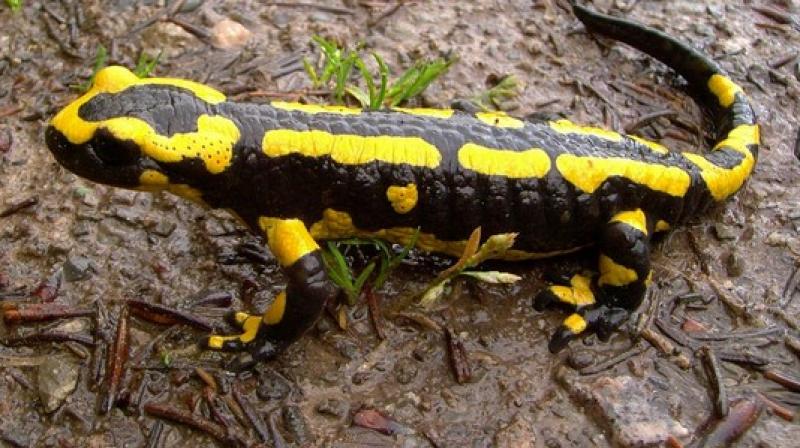 Just like salamander, the cartilage in our joints can repair itself too. (Photo; ANI) Just like salamander, the cartilage in our joints can repair itself too. (Photo; ANI)