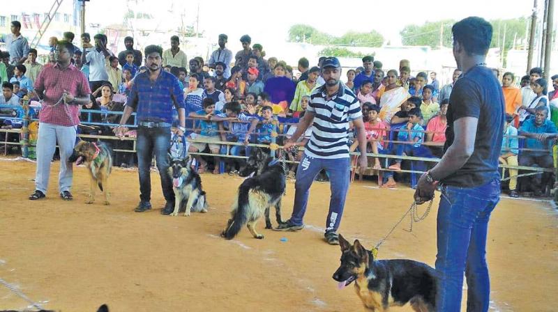 German Shephard dogs at the Krishnagiri show. (DC) German Shephard dogs at the Krishnagiri show. (DC)