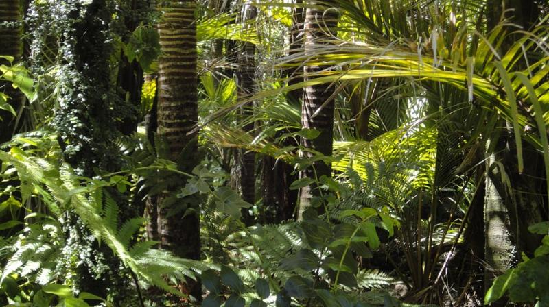 The new study shows there are an estimated 1,300 geoglyphs across 400,000 square kilometre of Southern Amazonia, with 81 found in the area surveyed as part of the research. (Photo: Pixabay) The new study shows there are an estimated 1,300 geoglyphs across 400,000 square kilometre of Southern Amazonia, with 81 found in the area surveyed as part of the research. (Photo: Pixabay)
