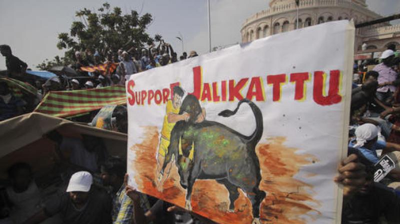 Protestors hold placards demanding Jallikattu. (Photo: PTI) Protestors hold placards demanding Jallikattu. (Photo: PTI)